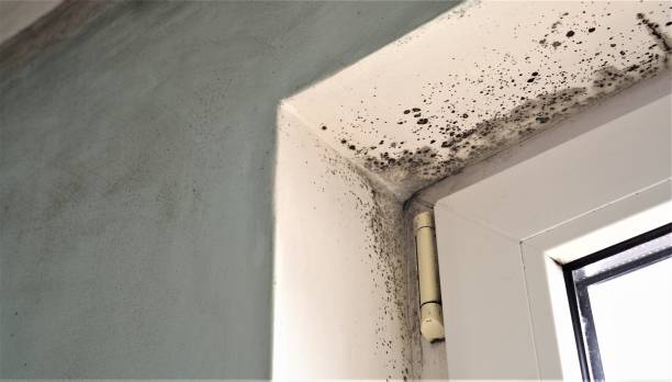 Best Mold Damage Restoration  in Brooklyn, IN