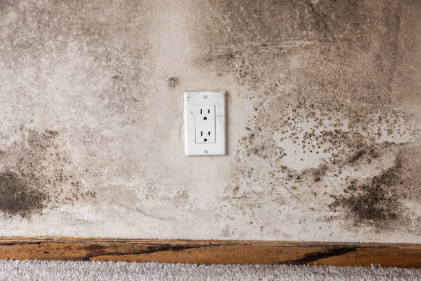 Best Asbestos and Lead Testing During Mold Inspection  in Brooklyn, IN