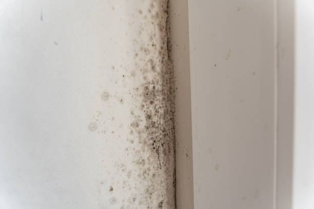 Best Mold Remediation for Vacation Homes  in Brooklyn, IN